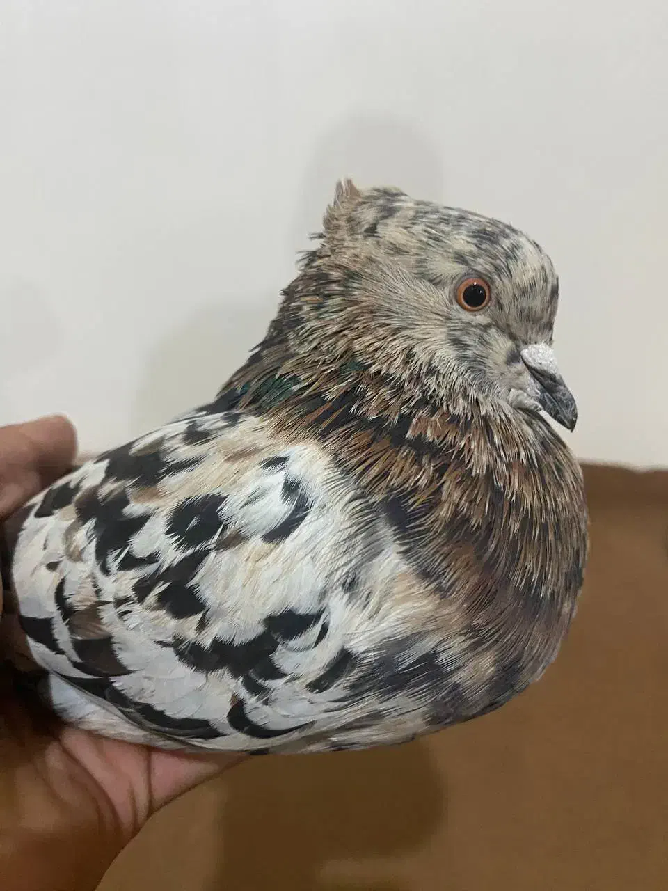 کبوتر غریب گیریی|پرنده|ابهر, |دیوار