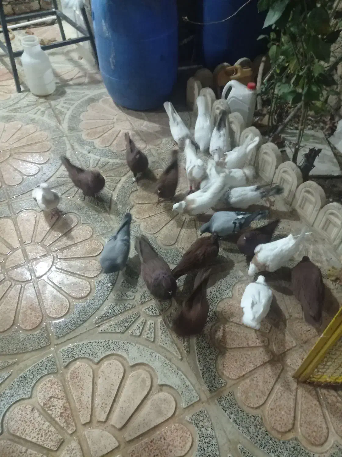 کبوتر یه رنگ وطوقی|پرنده|بروجرد, |دیوار