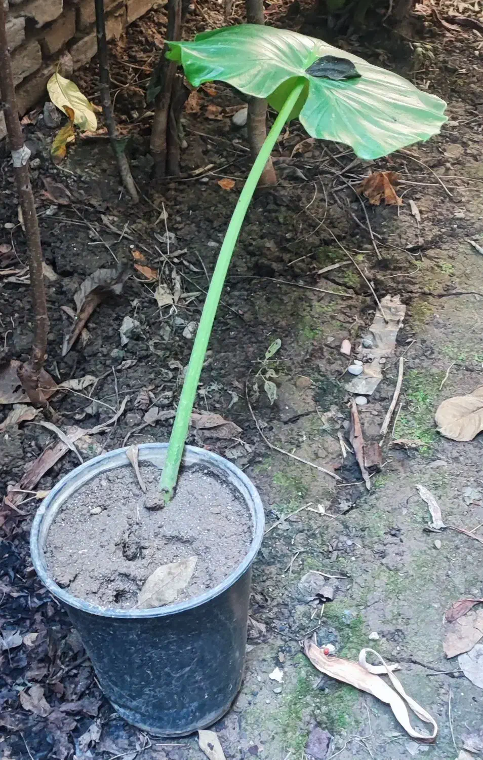 گل بابا آدم ۴ عدد|گل و گیاه طبیعی|قائمشهر, |دیوار