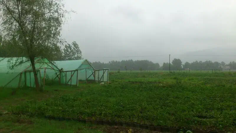 تهاتر زمین مسکونی باغی و گلخانه 7175 متری - لنگرود|فروش زمین و ملک کلنگی|رشت, پیرسرا|دیوار