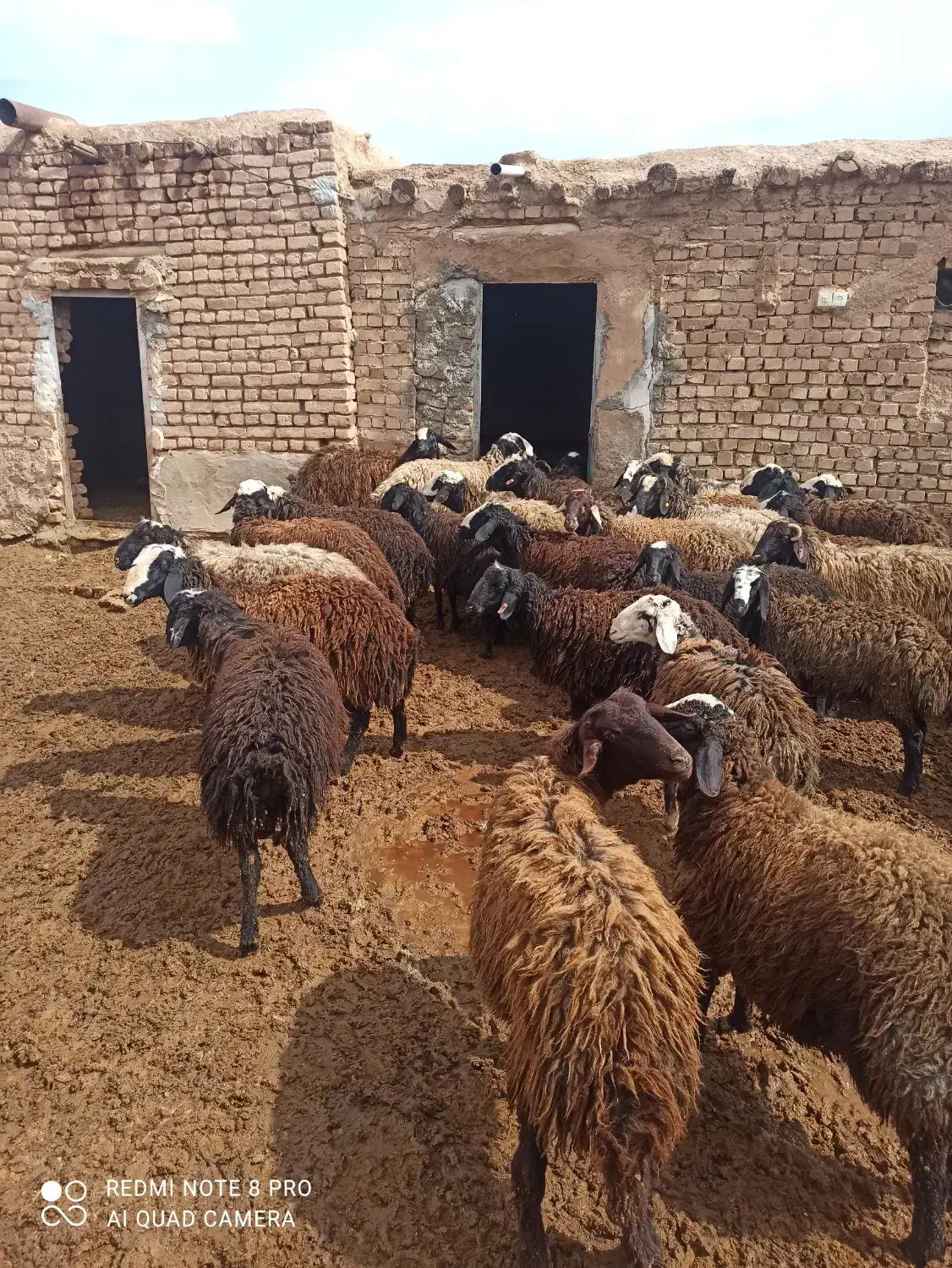 بره  نر چاق درجه یک کم دنبه ۳۰راس وبره قوچ شال|حیوانات مزرعه|قزوین, |دیوار