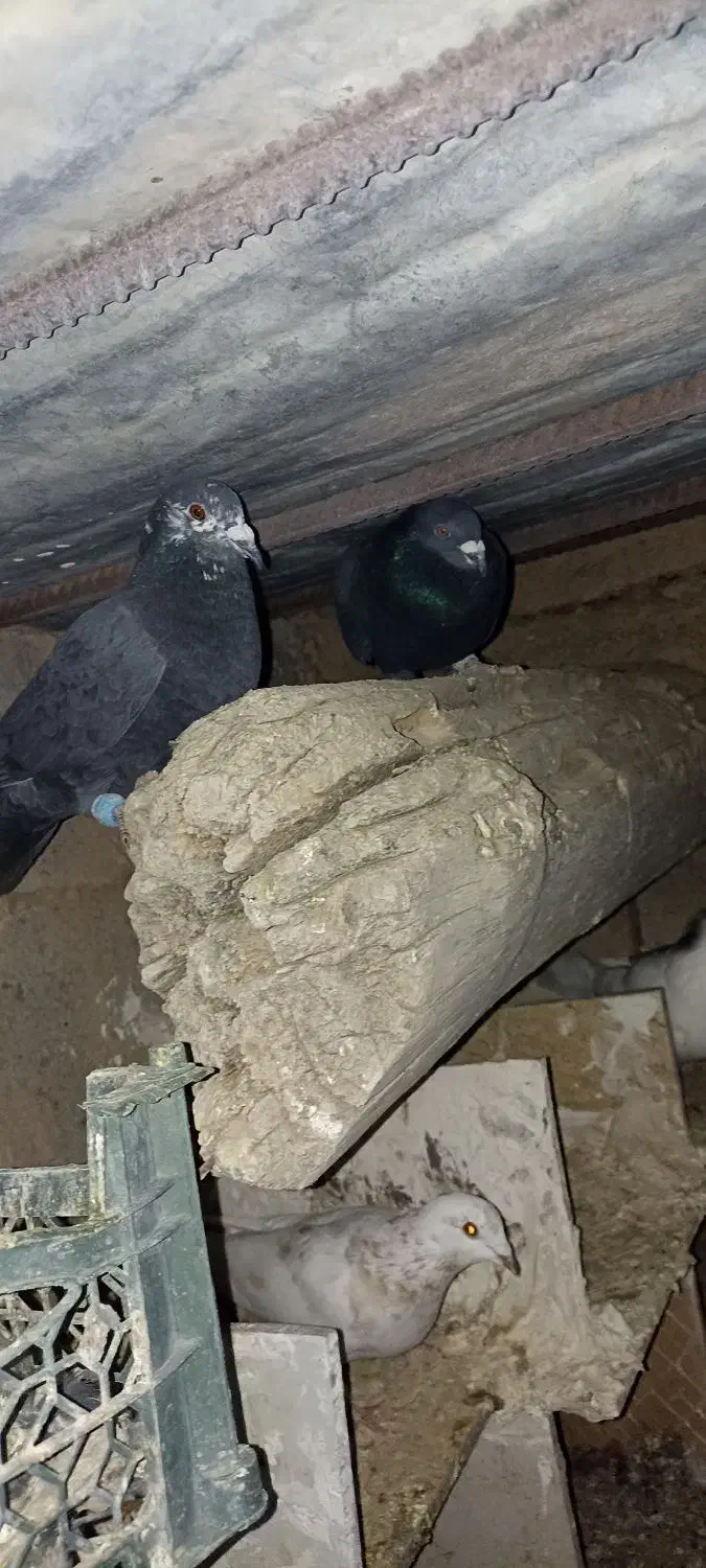 کفتر زاغ|پرنده|سربیشه, |دیوار