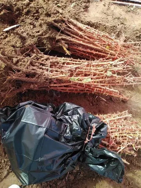 نهال زرشک|خدمات باغبانی و درختکاری|بیرجند, |دیوار