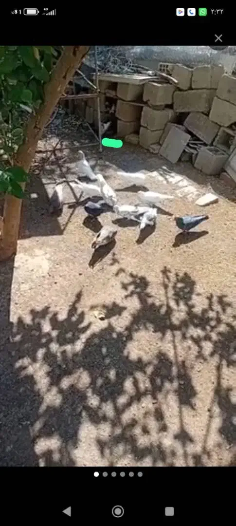 کبوتر پرشی|پرنده|جیرفت, |دیوار