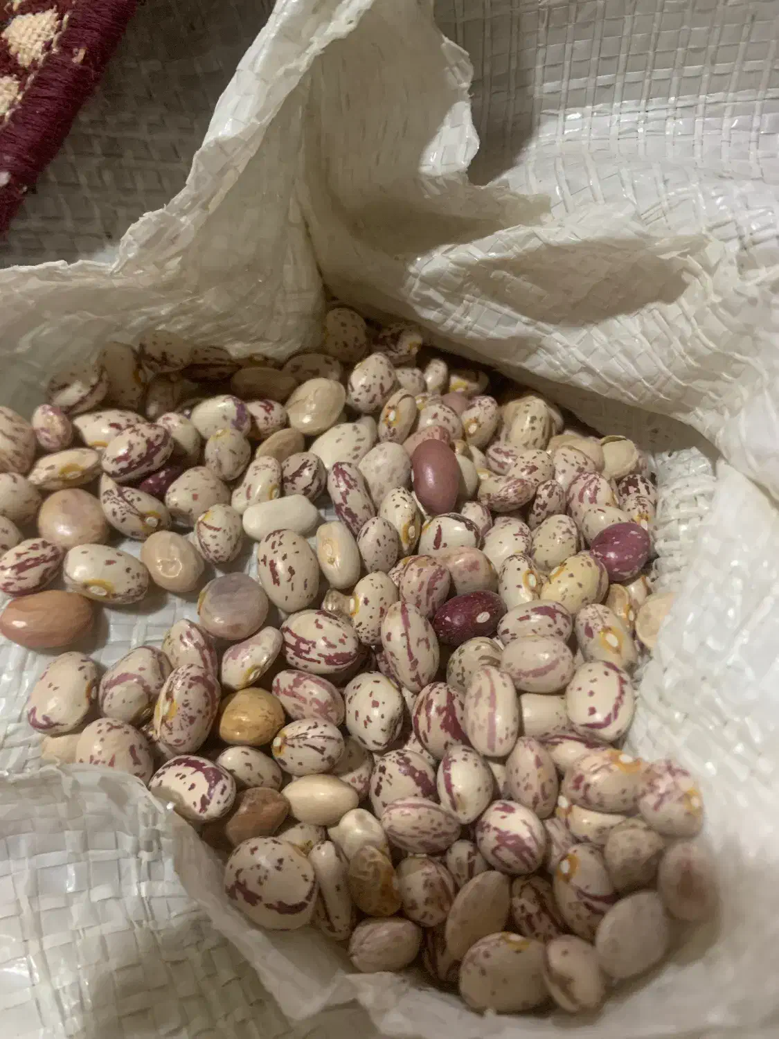 لوبیا چیتی سرحد|عمدهفروشی|مرودشت, مختارآباد|دیوار