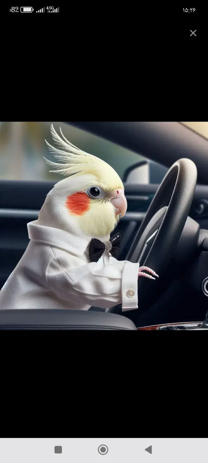 عروس هلندی|پرنده|مشهد, عبادی|دیوار