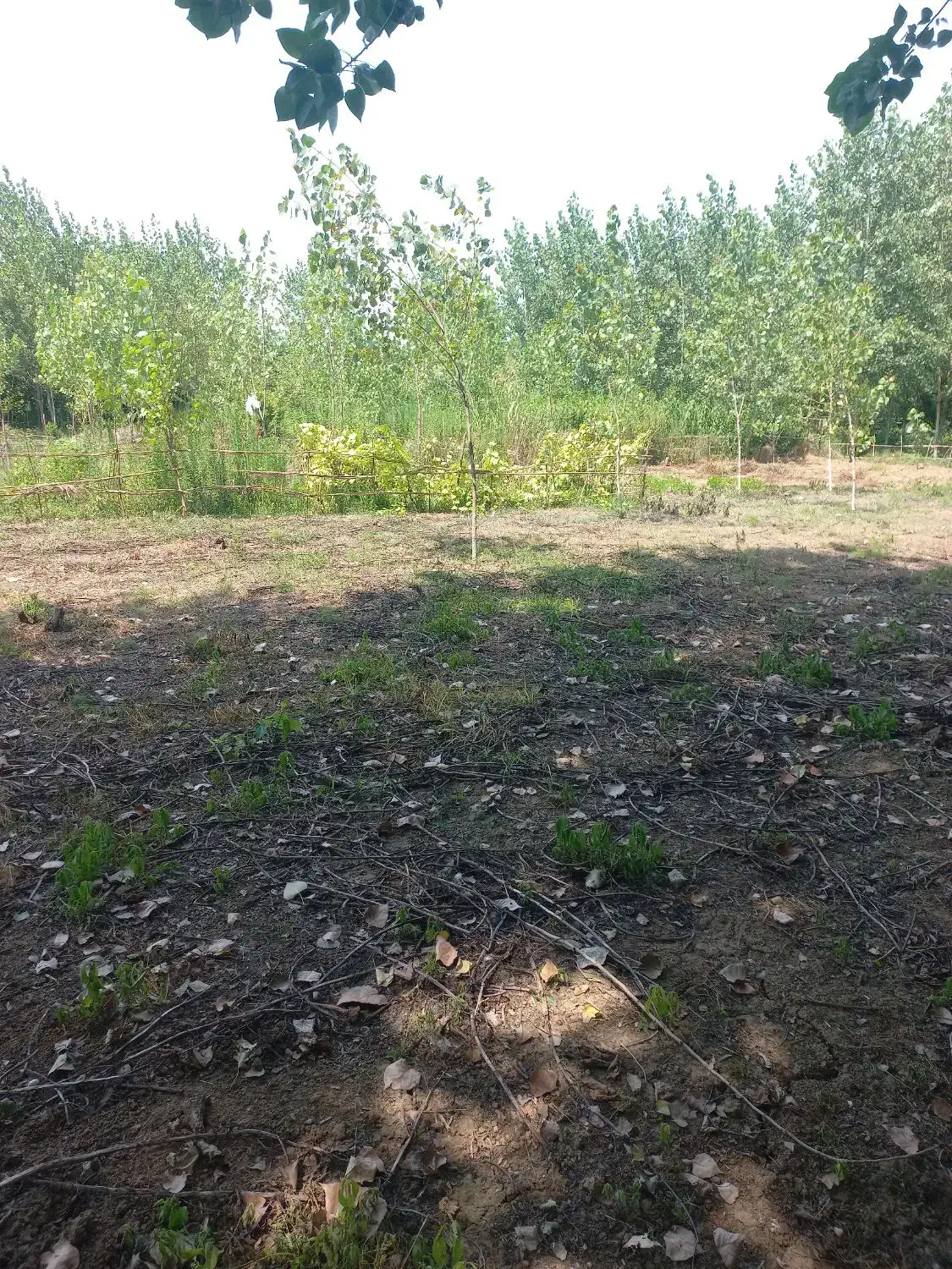 زمین باغی|فروش زمین و ملک کلنگی|شلمان, |دیوار