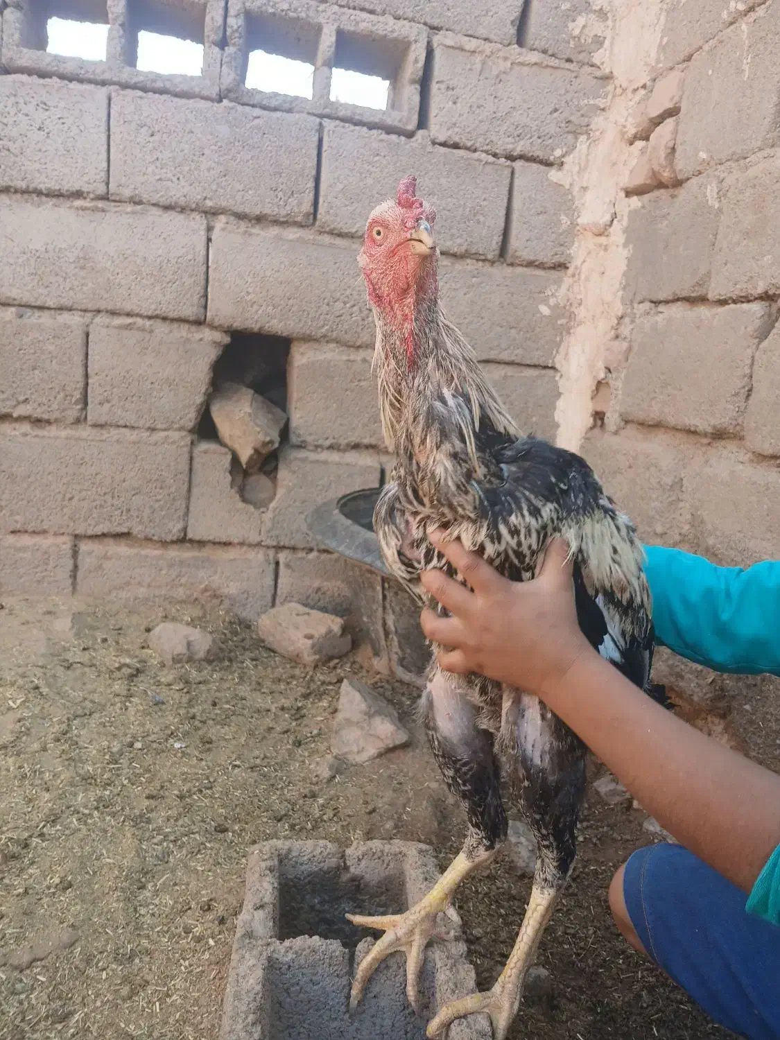 خروس لاری|حیوانات مزرعه|نیشابور, خط کاشمر|دیوار