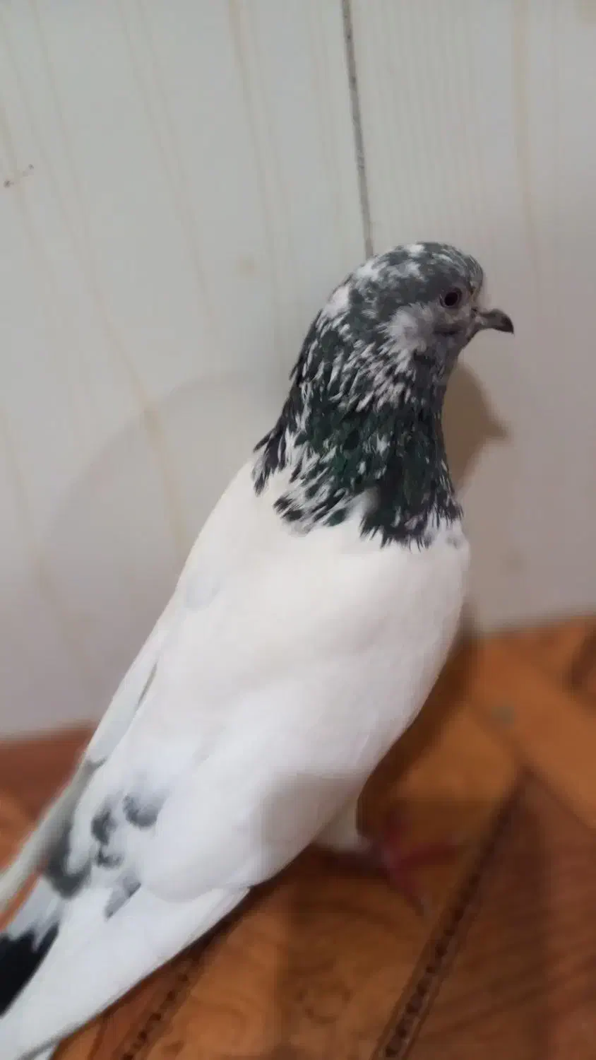 ماده تهرانی|پرنده|چگنی, |دیوار