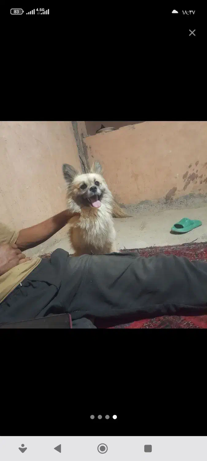 دزدیده شده|حیوانات|اسفراین, |دیوار