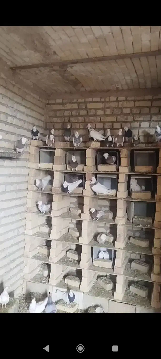 طوقی فروشی درجه یک عمده قیمت مناسب|پرنده|ورزنه, |دیوار