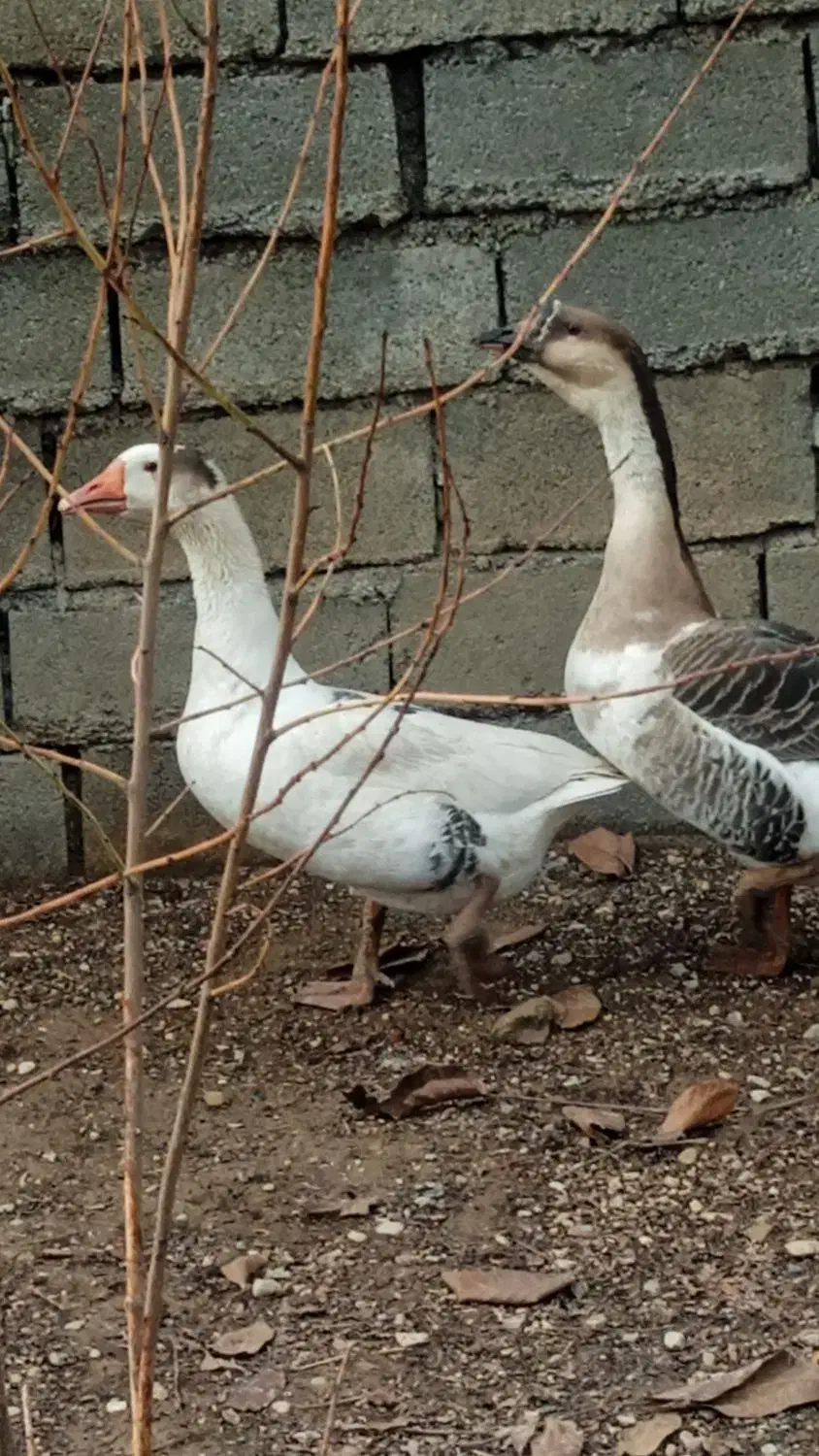 قوقاز جوان و سالم|حیوانات مزرعه|الشتر, |دیوار