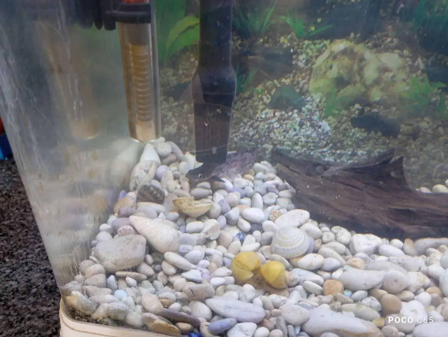 آکواریوم  با ماهی|ماهی|سیرجان, |دیوار