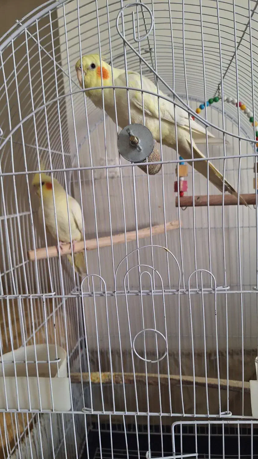 دو عدد عروس هلندی کاملا سالم|پرنده|پردیس, فاز ۸|دیوار