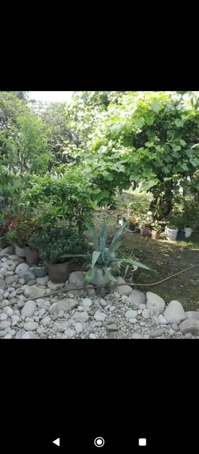 قایمشهر محله دیو کلاعلیا 316متر خونه ویلای|فروش خانه و ویلا|قائمشهر, |دیوار