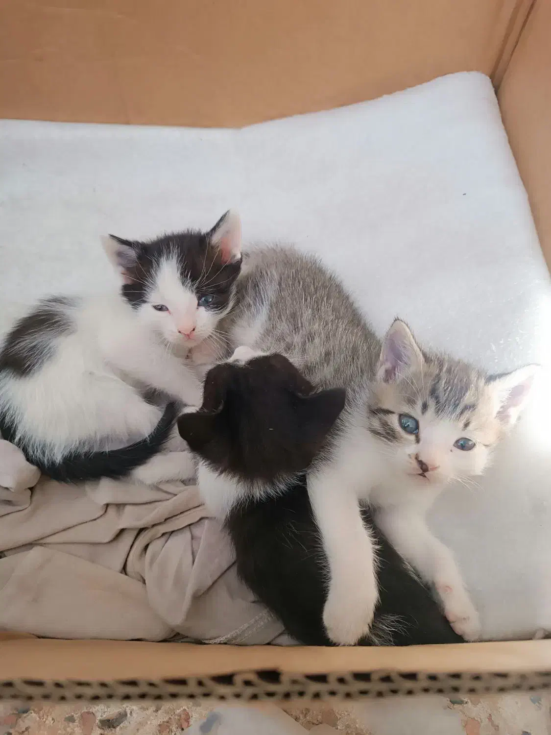 رایگان به خانواده حیوان دوست بشرط واکسن زدن|گربه|مراغه, |دیوار