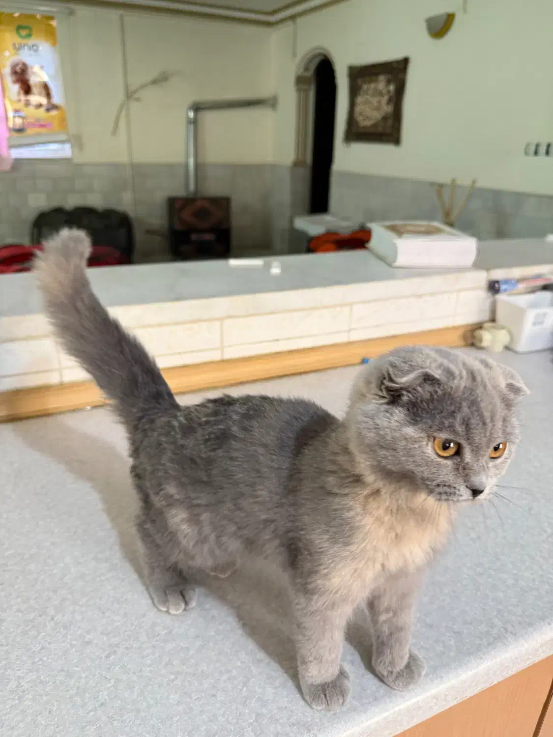 اسکاتیش فولد ماده|گربه|رفسنجان, |دیوار