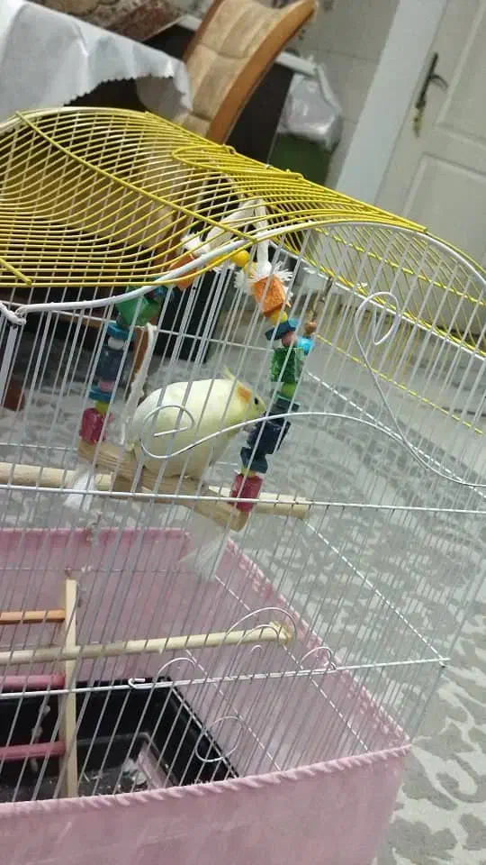 عروس هلندی سخن گو|پرنده|محمدیه-قزوین, |دیوار