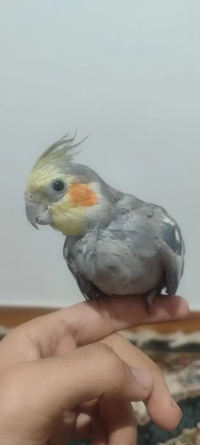 یک عدد عروس هلندی نر بالغ|پرنده|ساری, |دیوار