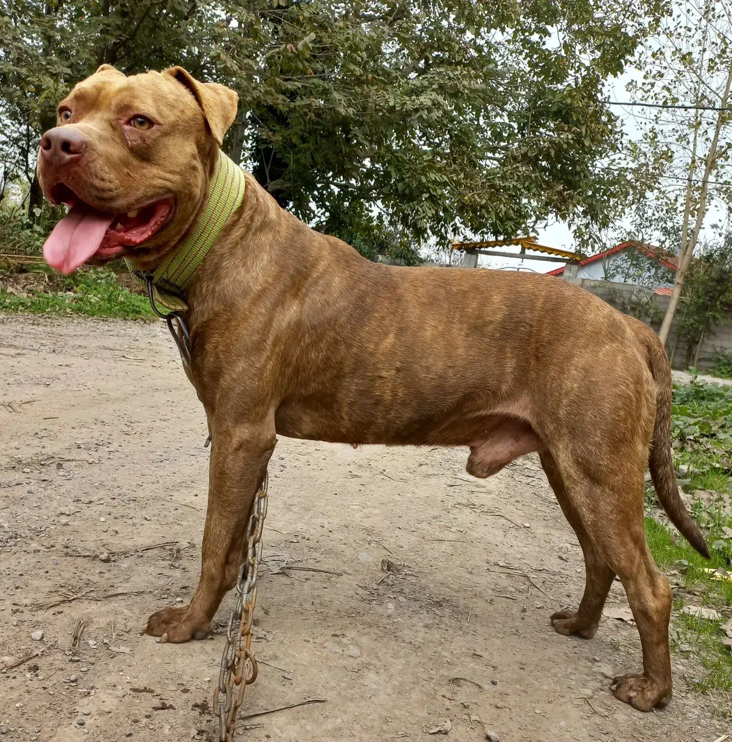 سگ نر|سگ|خشکبیجار, |دیوار