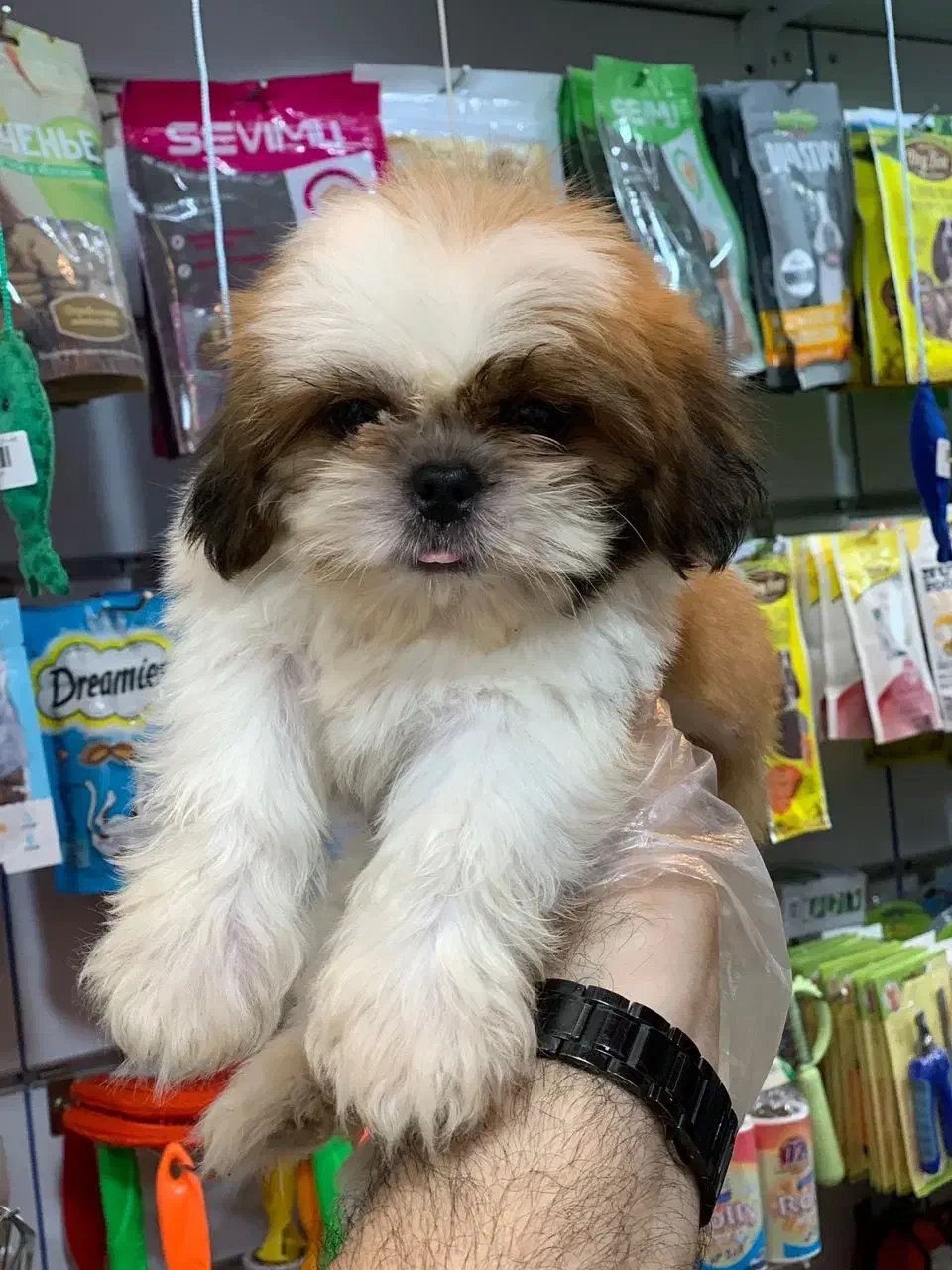 شیتزو سوپر فلت|سگ|رشت, لاکانی|دیوار