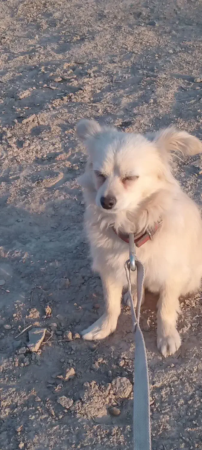 پامر روباهی (8)ماهه|سگ|تفرش, |دیوار