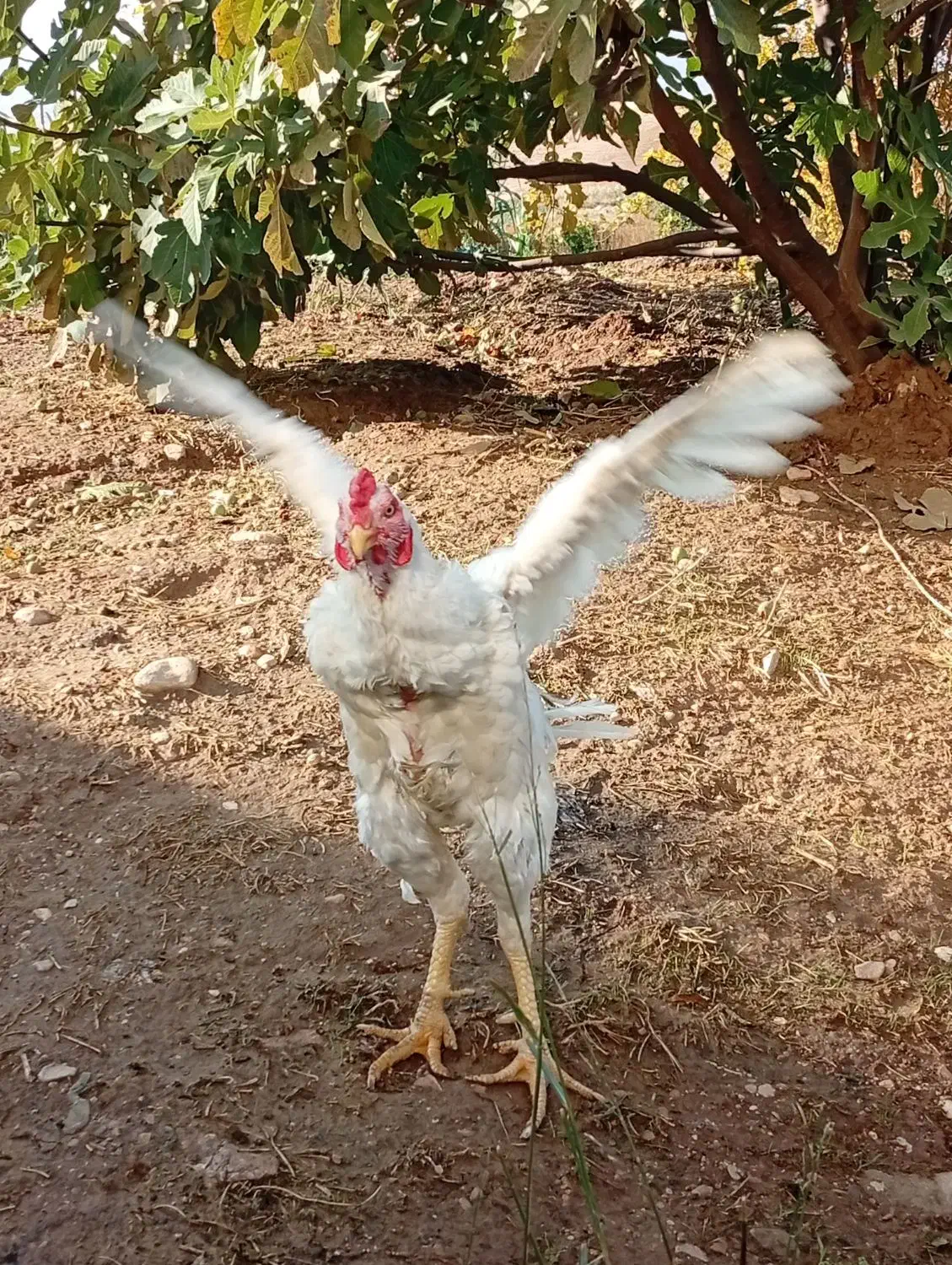 خروس لاری جوجه کش|حیوانات مزرعه|سرپل ذهاب, |دیوار