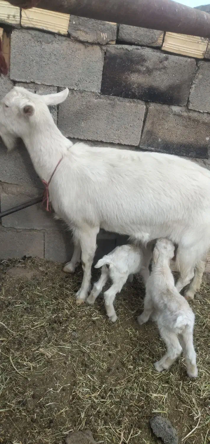 بز سانن اصل|حیوانات مزرعه|سیرجان, |دیوار