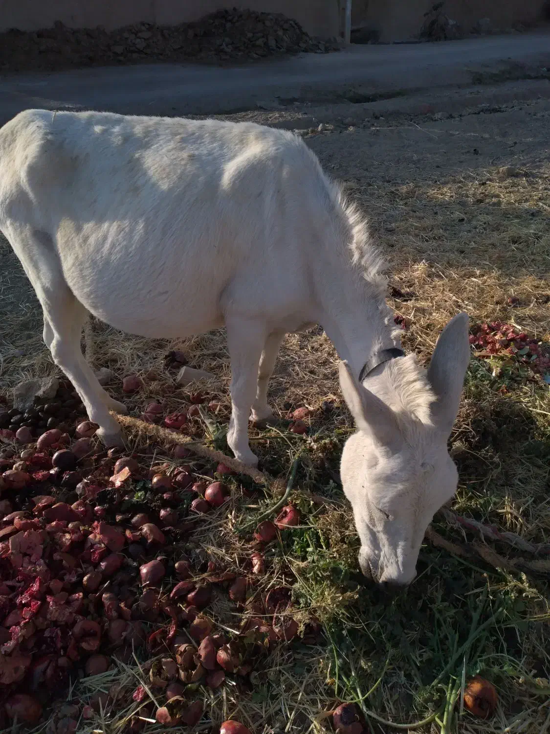 خر جوان|حیوانات مزرعه|شهرضا, |دیوار