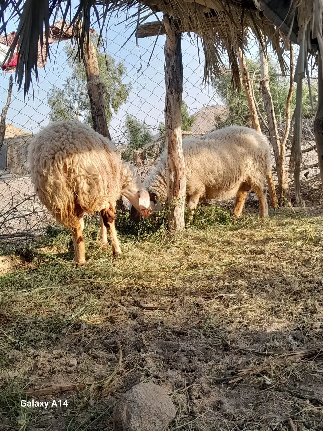 دوعددمیش آبستن|حیوانات مزرعه|عنبرآباد, |دیوار