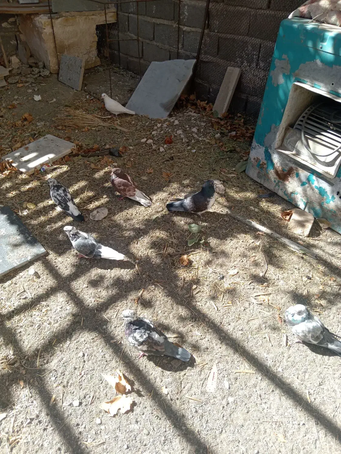 9تا کفتر زیر قیمت|پرنده|بافت, |دیوار