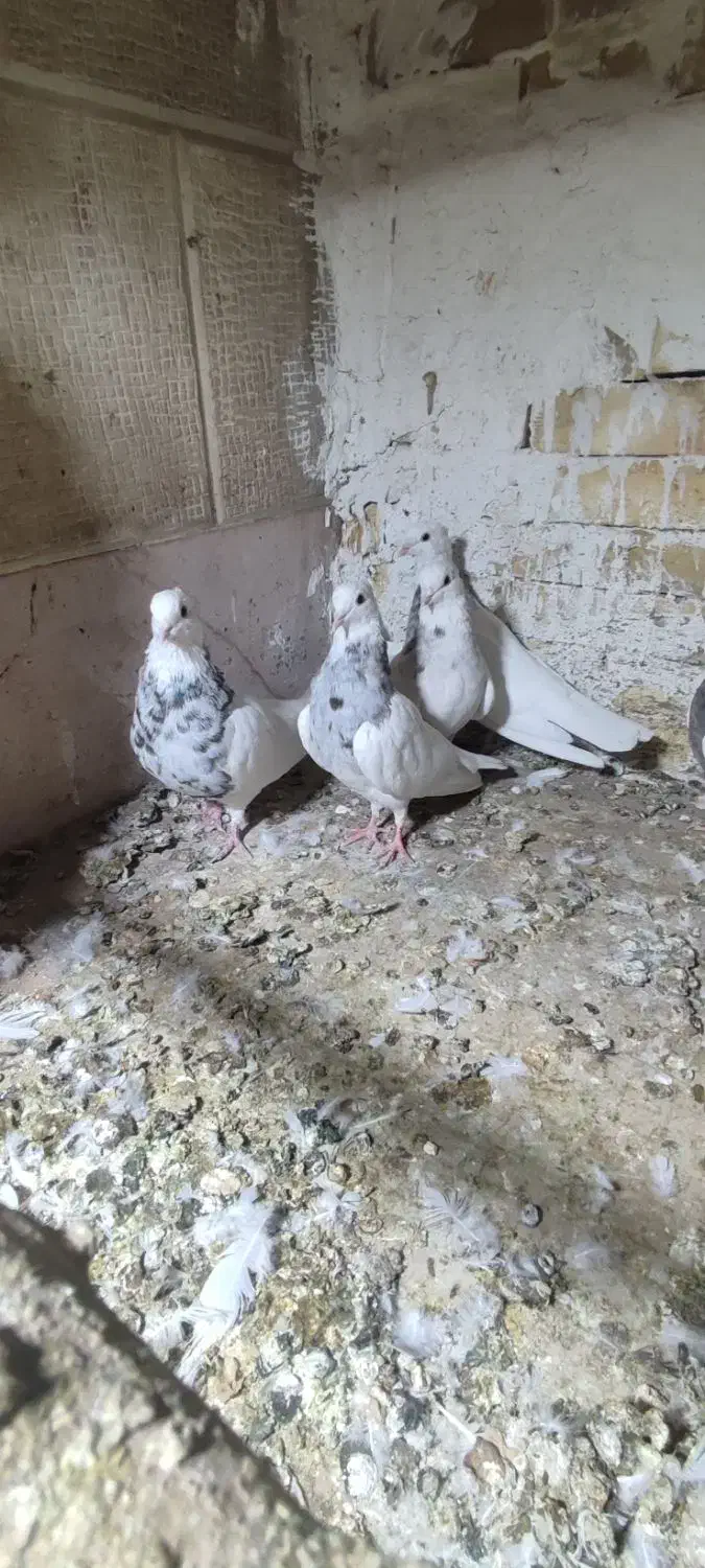 طوقی|پرنده|فشاپویه, |دیوار