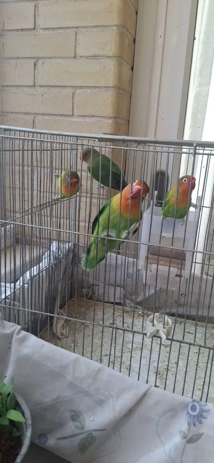 ۴ عدد طوطی برزیلی سبز ۳ ماده|پرنده|اصفهان, گلزار|دیوار