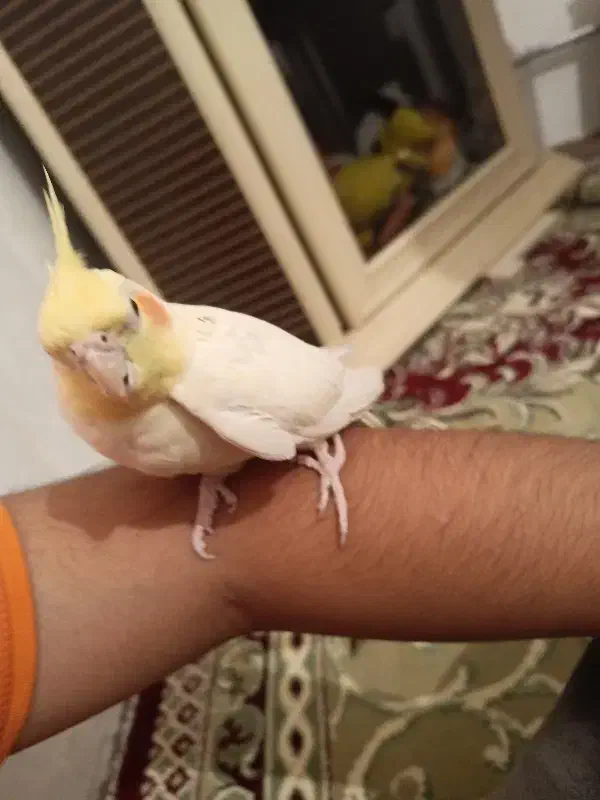 عروس هلندی مولد|پرنده|مهاباد (آذربایجان غربی), |دیوار