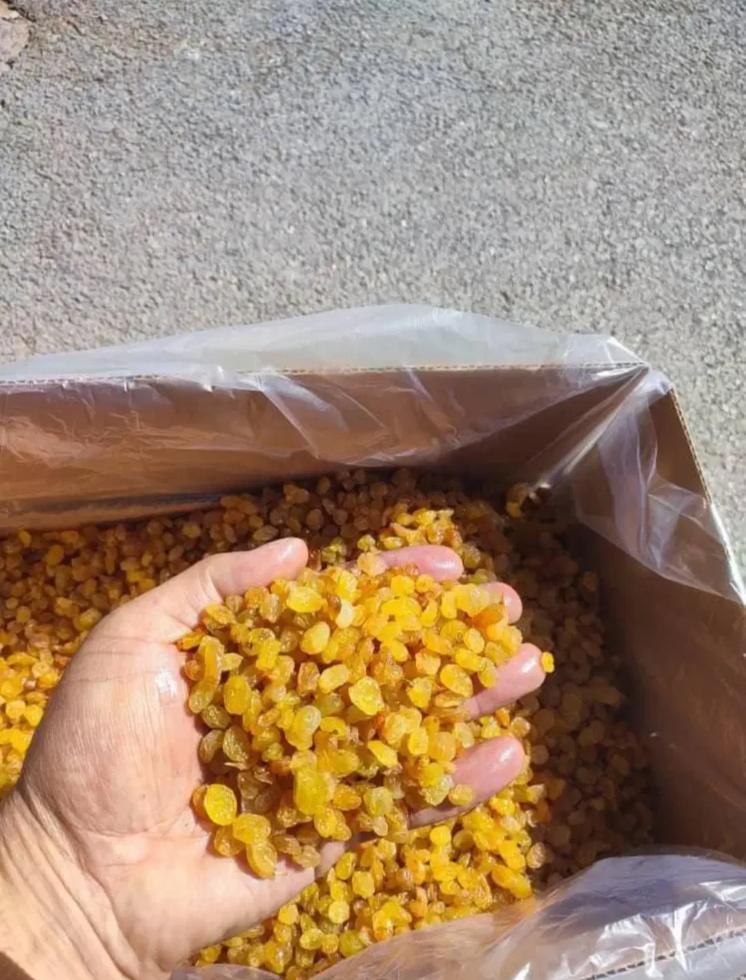 کشمش و سایه خشک|خوردنی و آشامیدنی|تهران, میدان میوه و تره‌بار مرکزی|دیوار