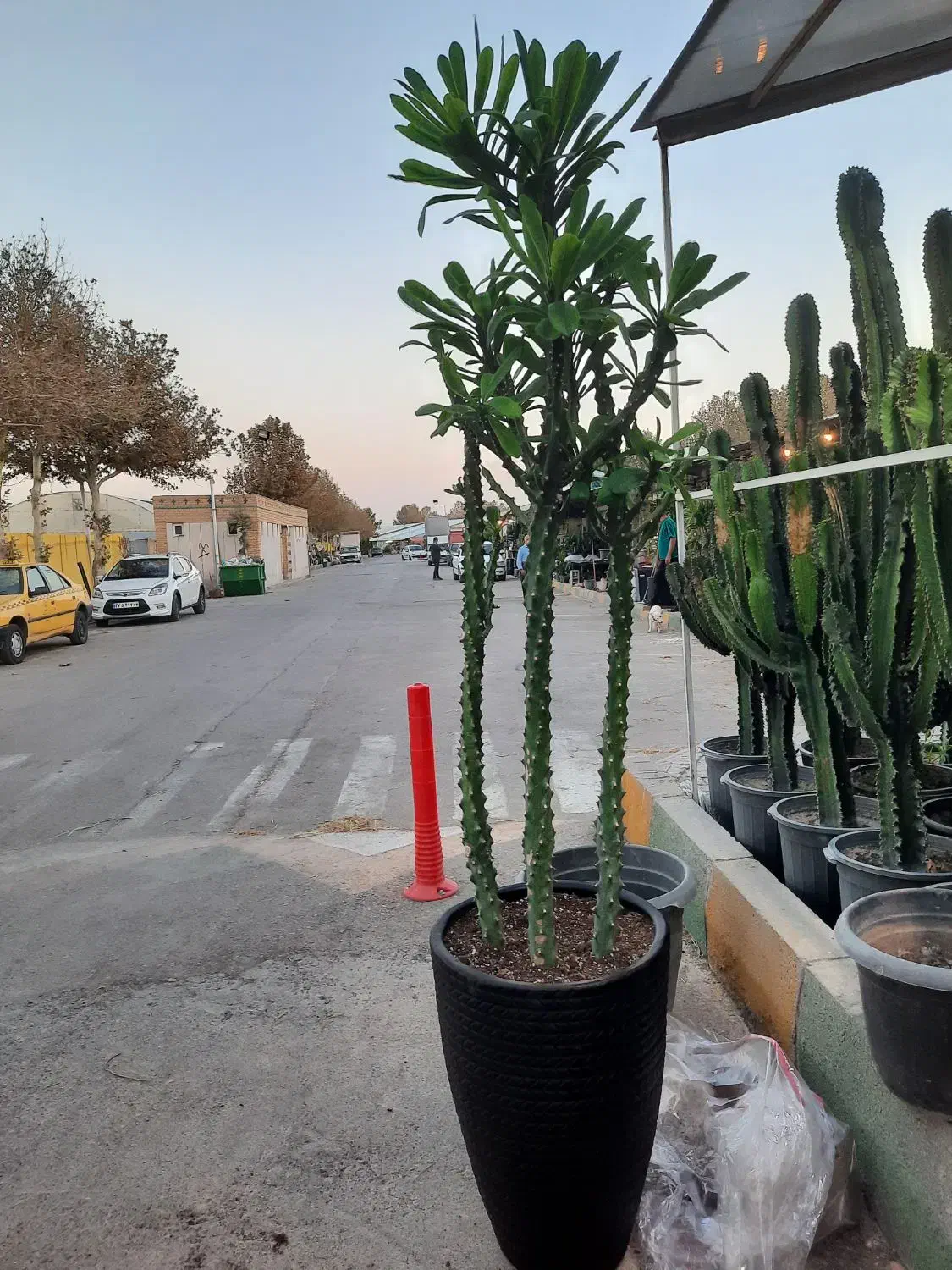 کاکتوس وگیاهان آپارتمانی|گل و گیاه طبیعی|مشهد, شهرک صنعتی توس|دیوار