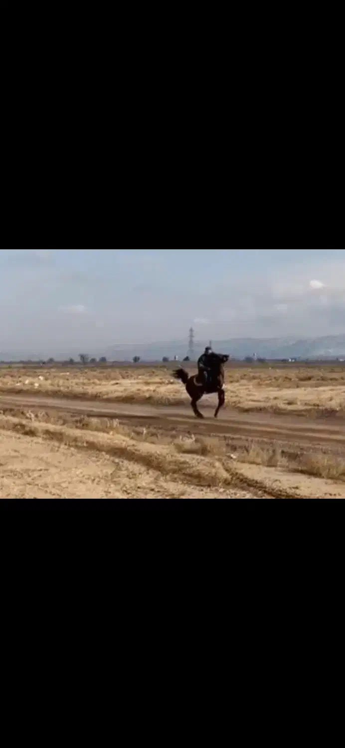 مادیون کرد ...باکره دوماهه|اسب و تجهیزات اسبسواری|بوئین زهرا, |دیوار