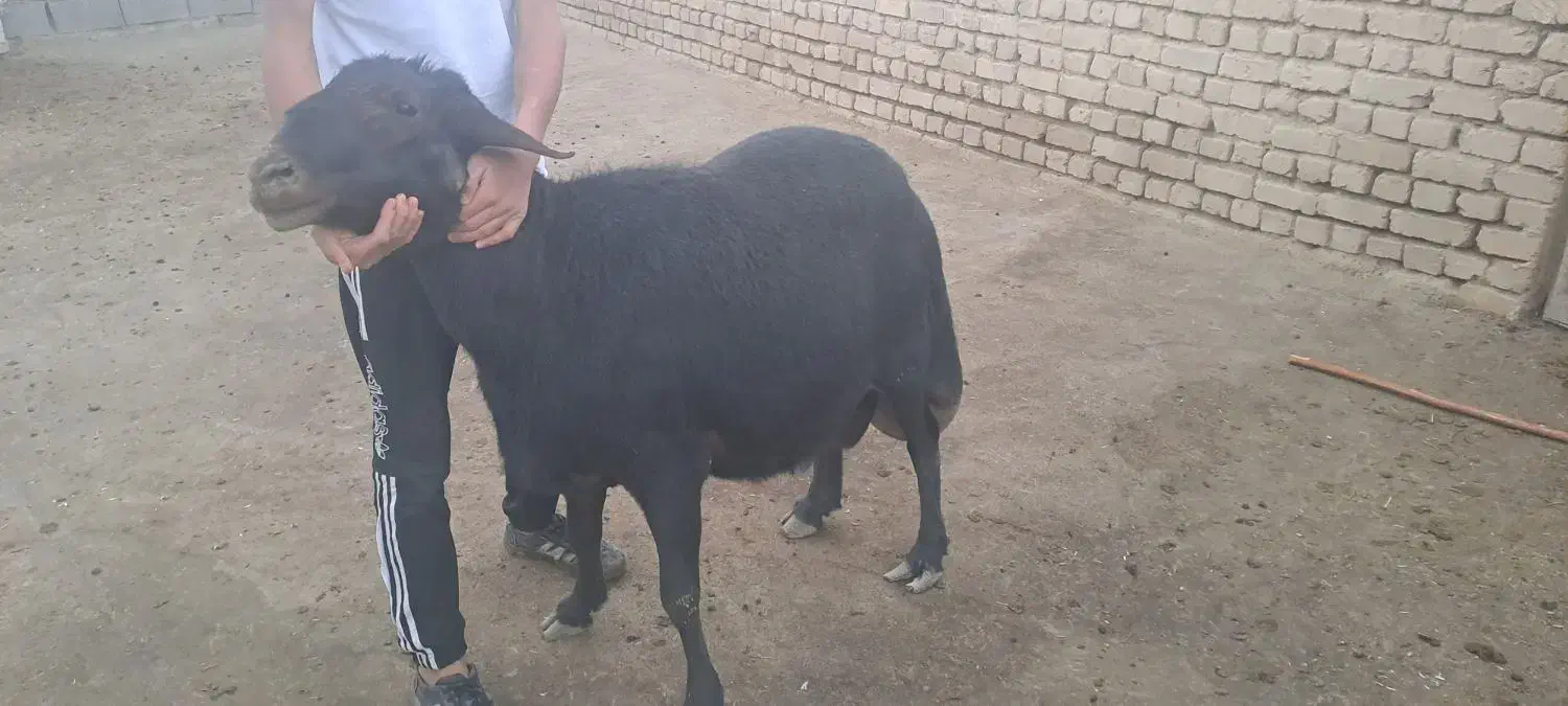 قوچ قره قزل لخت|حیوانات مزرعه|قره چای, |دیوار