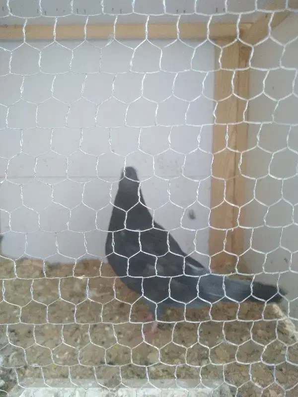 فروش کبوتر|پرنده|رشت, دیانتی|دیوار