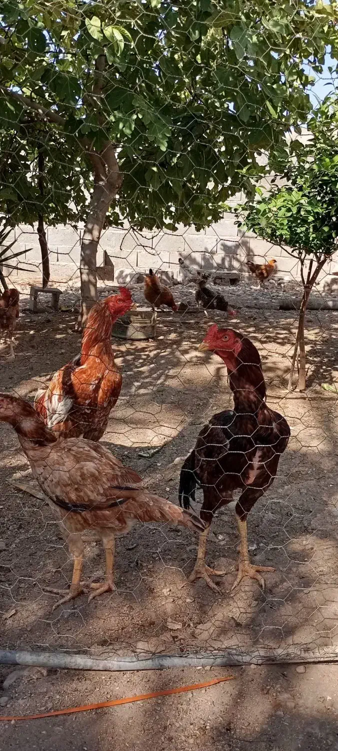 مرغ و خروس لاری|حیوانات مزرعه|احمدی, |دیوار