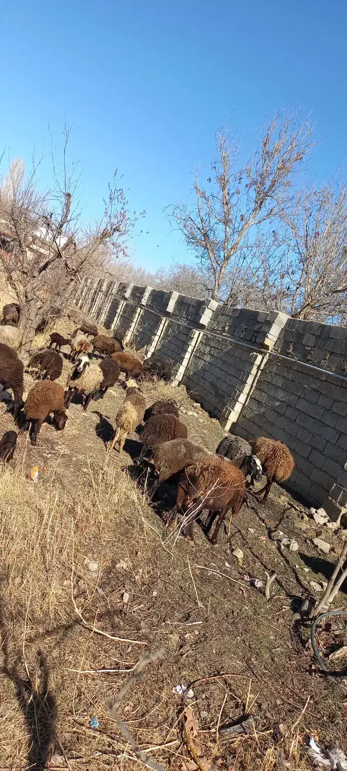 میش زایده|حیوانات مزرعه|هشتگرد, تهران دشت|دیوار