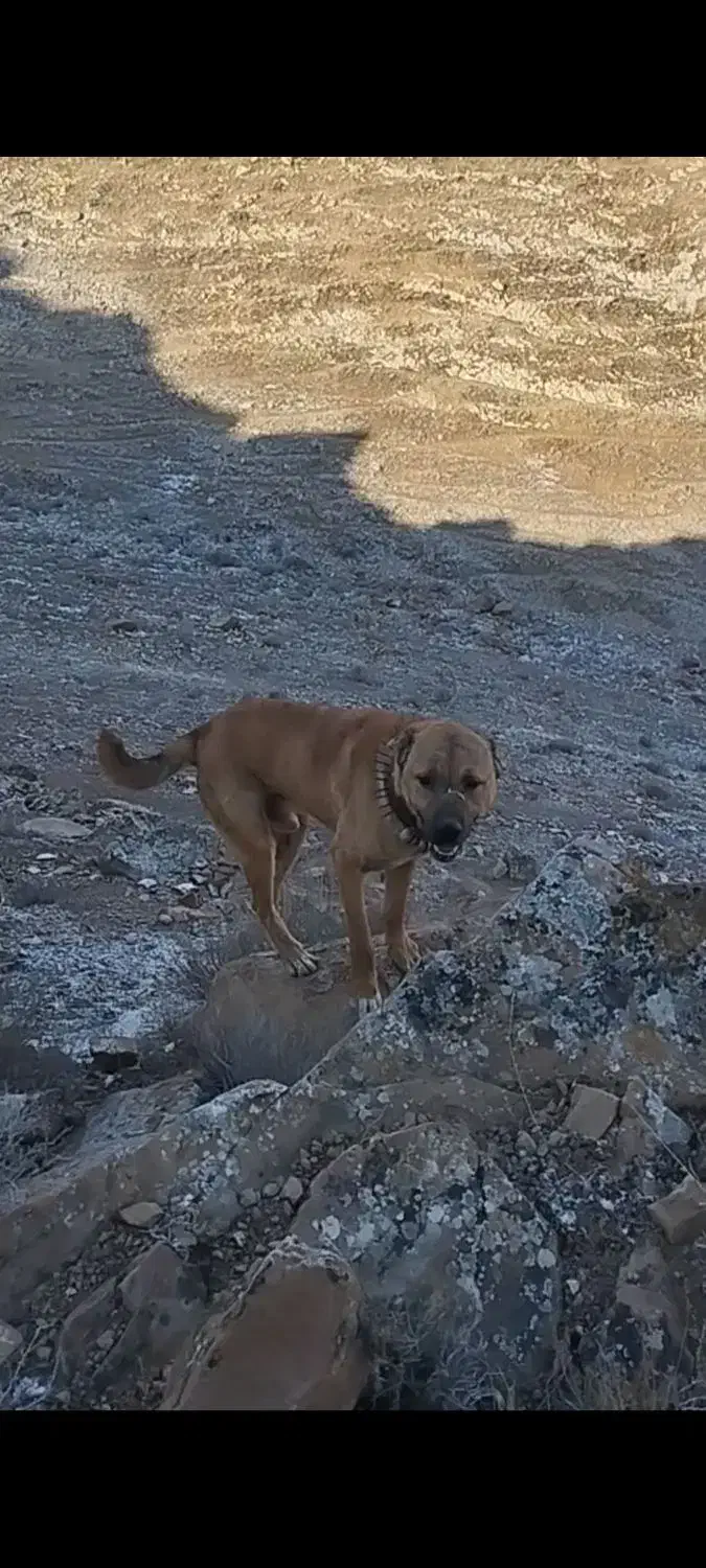 سگ گسفندی|سگ|شیروان (خراسان), |دیوار