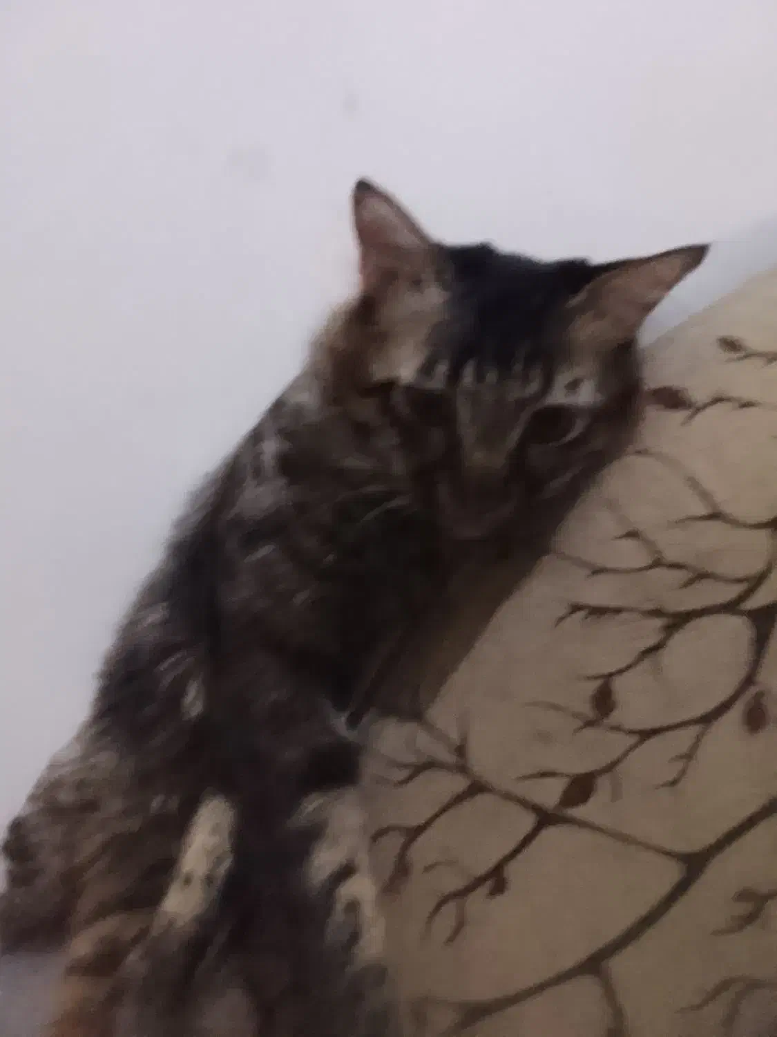 گربه فوری|گربه|سهند, |دیوار