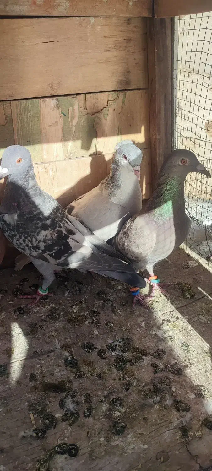 6تاپرنده ی بوم|پرنده|قزوین, |دیوار