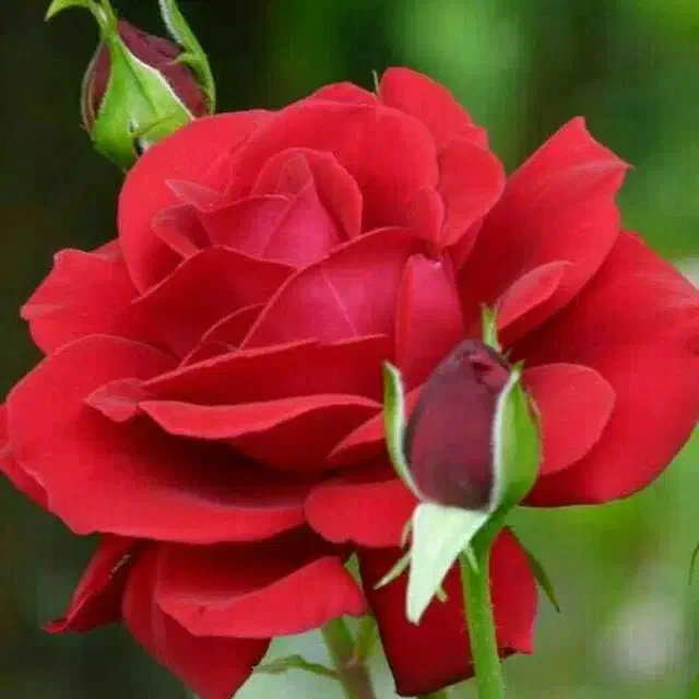 ضامن بازار.ی یا کارمند|فعالیت داوطلبانه|مهاباد (آذربایجان غربی), |دیوار