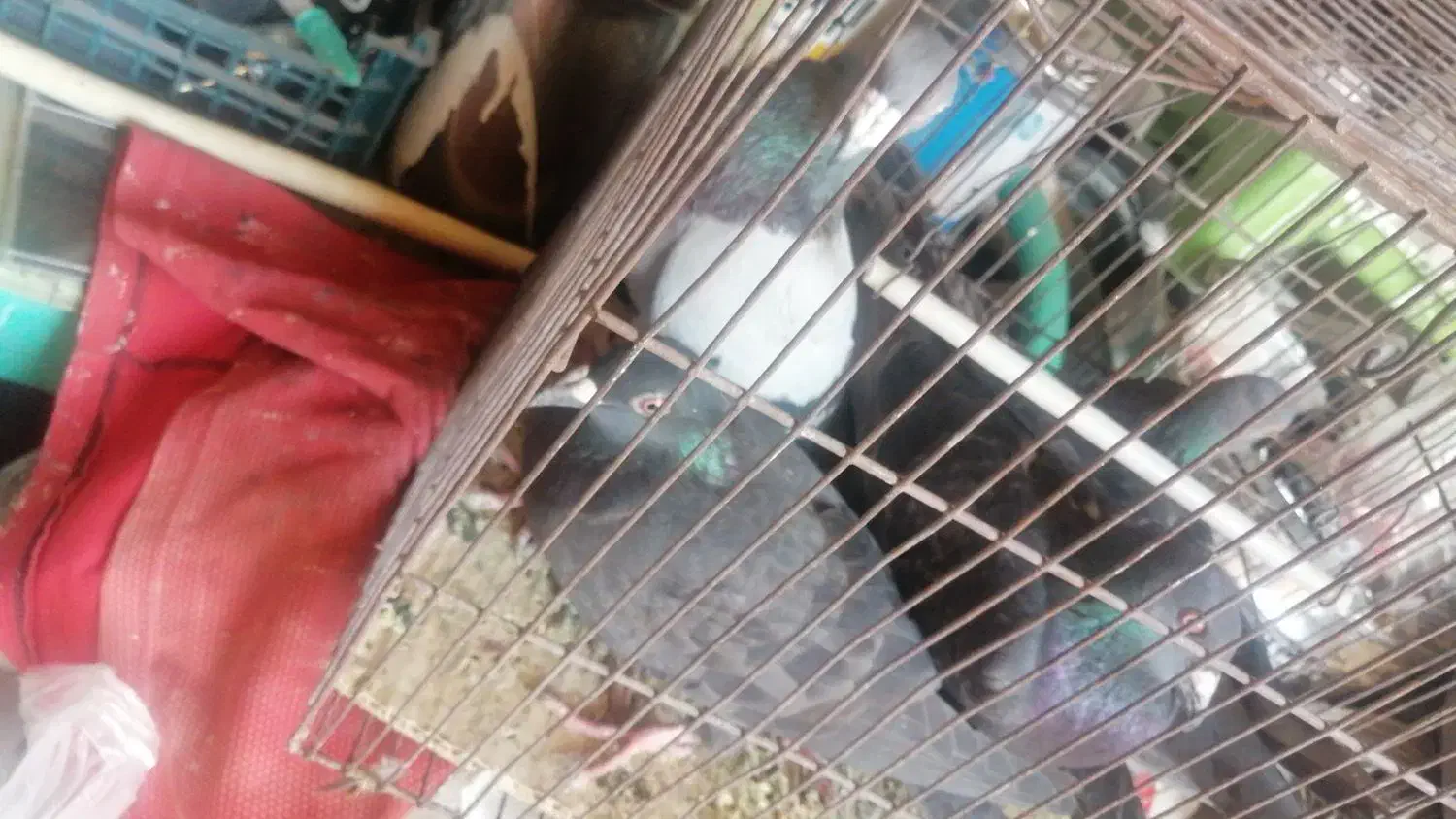 فروش پلاکی زدوخوردی یامعاوضه|پرنده|کوهمره, |دیوار