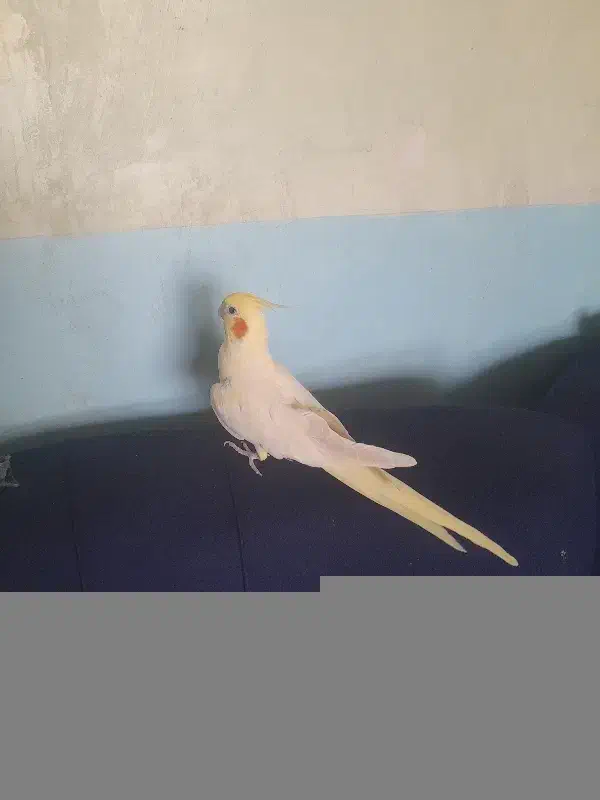 عروس هلندی یک ساله دستی و وحشی .|پرنده|باغ بهادران, |دیوار