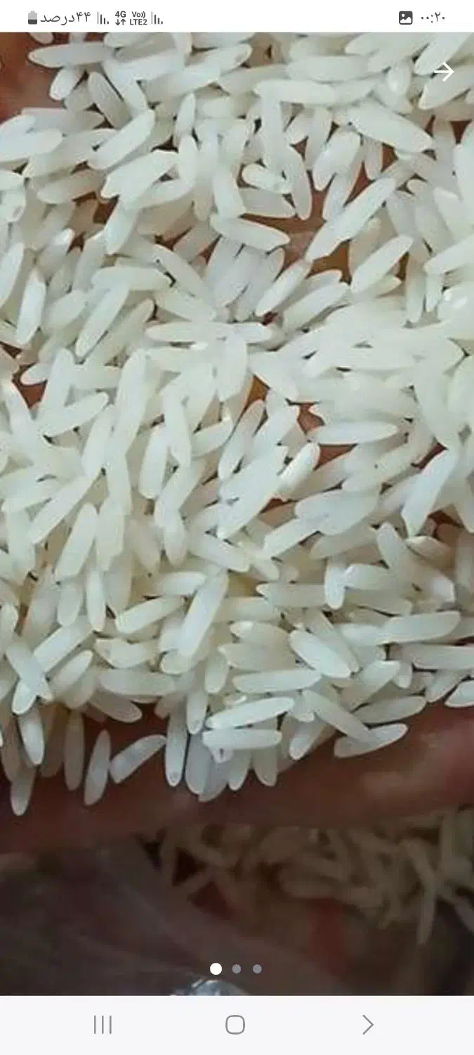 برنج طارم هاشمی عطری درجه یک فریدونگنار|عمدهفروشی|بابکان, |دیوار