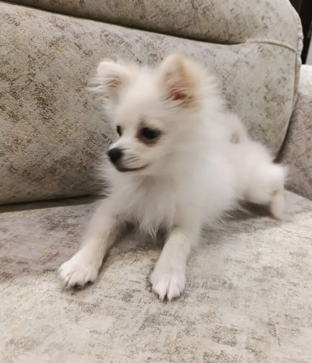 سگ پامر عروسکی پنج ماهه|سگ|اردبیل, |دیوار