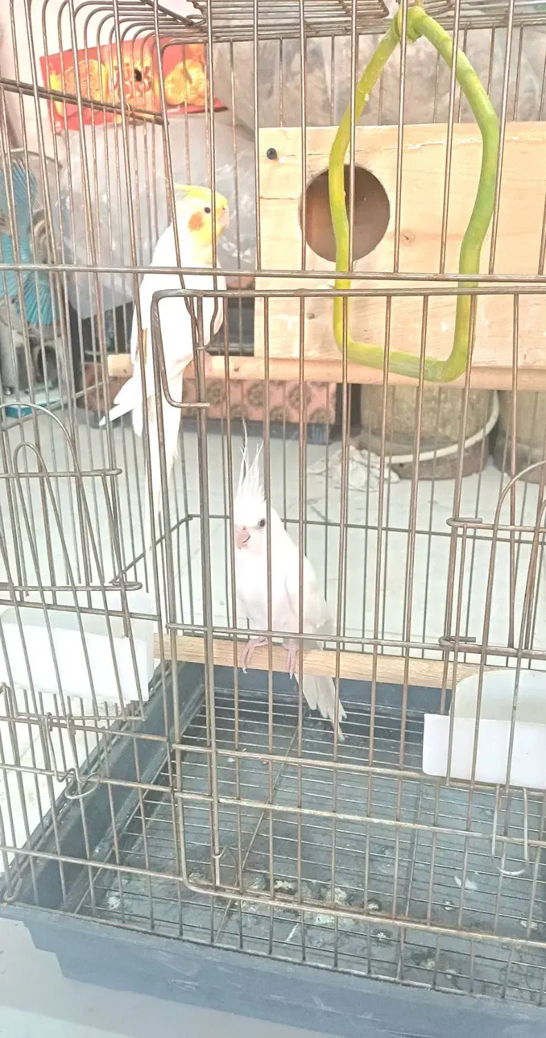 عروس هلندی|پرنده|قیدار, |دیوار